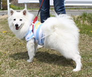 日本スピッツ犬